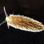 Aeoldiella avatar